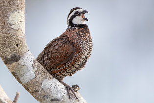 Male northern bobwhite quail perched on a light-colored tree branch, showing its distinctive white throat and eye stripe, with its beak open mid-call against a muted gray background.