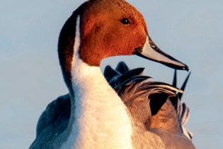 Male northern pintail duck floating on calm blue water, facing away with its head turned back, its reflection visible on the smooth surface.