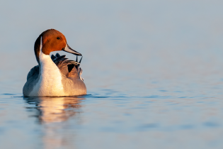 Male northern pintail duck floating on calm blue water, facing away with its head turned back, its reflection visible on the smooth surface.