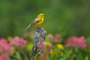 A bright yellow prairie warbler perched on a weathered wooden post, with a soft green background and blurred pink flowers behind it.