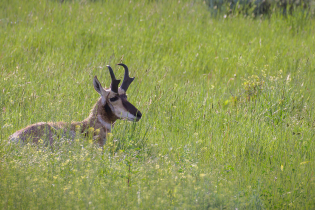 Pronghorn antelope resting in tall green grass, its distinctive black-and-white face and curved horns visible above the meadow.