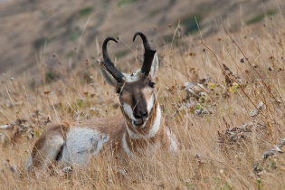 A pronghorn antelope with curved black horns lies in dry grass, looking toward the camera in a grassy, hilly landscape.