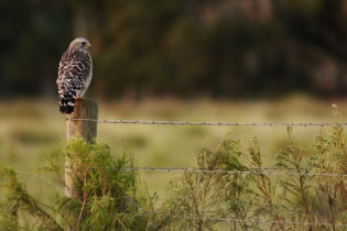 A hawk perched on a weathered wooden fence post beside a barbed‑wire fence, overlooking a grassy field with blurred trees in the background.