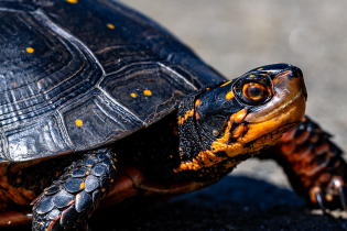 Close-up of a spotted turtle on pavement, showing a dark, domed shell dotted with small yellow spots and orange markings on the head and legs.