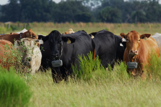 A small herd of cattle fitted with virtual fencing collars stands together in a green pasture.