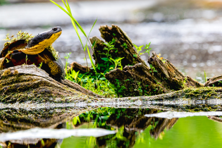 A Blanding’s turtle rests on a mossy log at the edge of a wetland, surrounded by green plants and reflected in calm water.