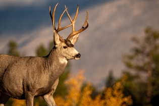 A mule deer with large antlers stands in a forested landscape with autumn foliage and mountains in the background.