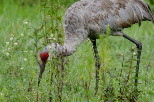 Sandhill crane with gray feathers and a red patch on its head bends forward to forage among tall green grasses and wild plants in a grassy field.