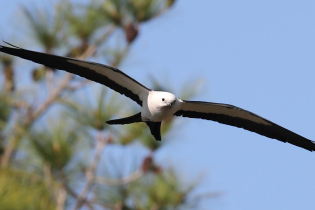Swallow-tailed kite flying with long, narrow wings and a white head against a blue sky