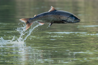 Chinook salmon mid-leap above a calm, greenish river, its body arched horizontally as water splashes behind it, suggesting an upstream migration jump.