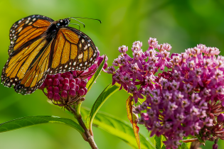 Close-up of a monarch butterfly with bright orange wings edged in black and white spots, perched on a cluster of pink milkweed flowers, with a soft green background.