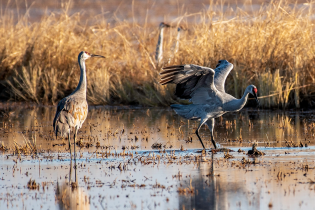 Two sandhill cranes stand in shallow wetland water; one crane lifts its wings as it steps forward while the other stands still among dry golden grasses.