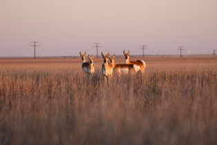 Herd of pronghorn antelope standing alert in tall, golden prairie grass at sunset, with open plains, distant power lines, and wind turbines stretching across the horizon.