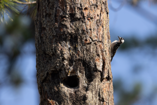 Close-up of a pine tree trunk with rough, textured bark and a round cavity near the center-left. A small black-and-white woodpecker clings to the right side of the trunk, facing upward. The background is softly blurred with hints of green foliage and blue sky.