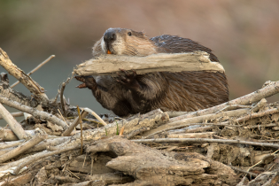 A beaver carries a large piece of wood across a pile of sticks and branches, likely adding material to a dam or lodge.