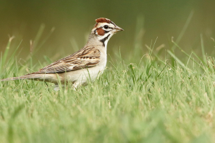 A lark sparrow stands in short green grass, viewed in profile. The bird has a distinctive rusty-brown crown, bold black-and-white facial markings, a pale breast, and finely patterned brown wings. The softly blurred green background highlights the bird's detailed plumage and distinctive head pattern.