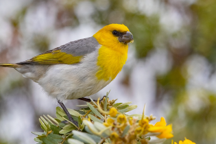 A brightly colored palila bird perches on a flowering branch. The bird has a vivid yellow head and chest, gray back and wings with olive-yellow accents, and a white belly. Clusters of yellow blossoms surround the branch, while the background is softly blurred in shades of green and white.