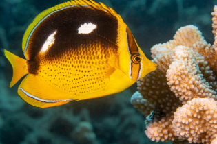 Close-up underwater photograph of a butterflyfish swimming beside a branching coral colony. The fish has a bright yellow body with a large black patch across its upper side, two white markings on the black area, and thin white stripes near its eye. Pale, knobby coral fills the right side of the image, while the blue-green reef background is softly out of focus.