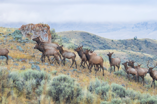 A herd of elk, including one antlered bull, moves across a sagebrush-covered hillside in a mountainous landscape. Rocky outcrops and rolling hills stretch into the distance beneath low clouds and mist, creating a muted autumn scene.