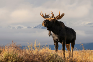 A large bull moose stands in a golden grassland with snow-covered mountains and low clouds in the background. Warm sunlight illuminates the moose's dark coat and broad antlers, creating a striking contrast against the muted gray and white mountain landscape.