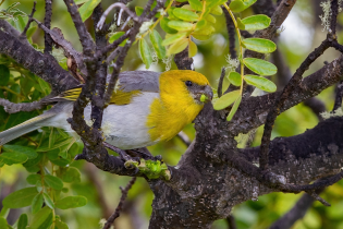 A brightly colored palila bird with a golden-yellow head and chest, gray back, and white belly perches among the twisting branches of a leafy tree. The bird appears to be feeding on a green seed pod, surrounded by dense green foliage and patches of lichen.