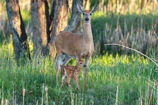 White-tailed doe standing in a lush green meadow with a spotted fawn sheltered beneath her. Tall grasses and reeds surround the pair, while sunlit trees and soft-focus vegetation create a warm woodland backdrop.
