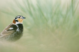 A chestnut-collared longspur perches low among tall prairie grasses, facing right with soft green-gray grass blades blurred in the background.