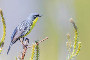 Kirtland's warbler with a bright yellow throat and gray-and-black plumage perched among the green needles and new growth of a pine tree.