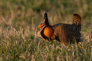 Male lesser prairie-chicken displaying on native grassland at sunrise, with a brightly inflated orange throat sac, raised tail feathers, and barred plumage illuminated by warm golden light. The bird stands among short prairie grasses against a softly blurred grassland background.