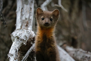 A curious baby American marten looks at the camera. It has a unique orange pattern around its throat.