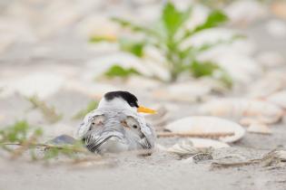 least-tern-twitter-card-1200x628.jpg